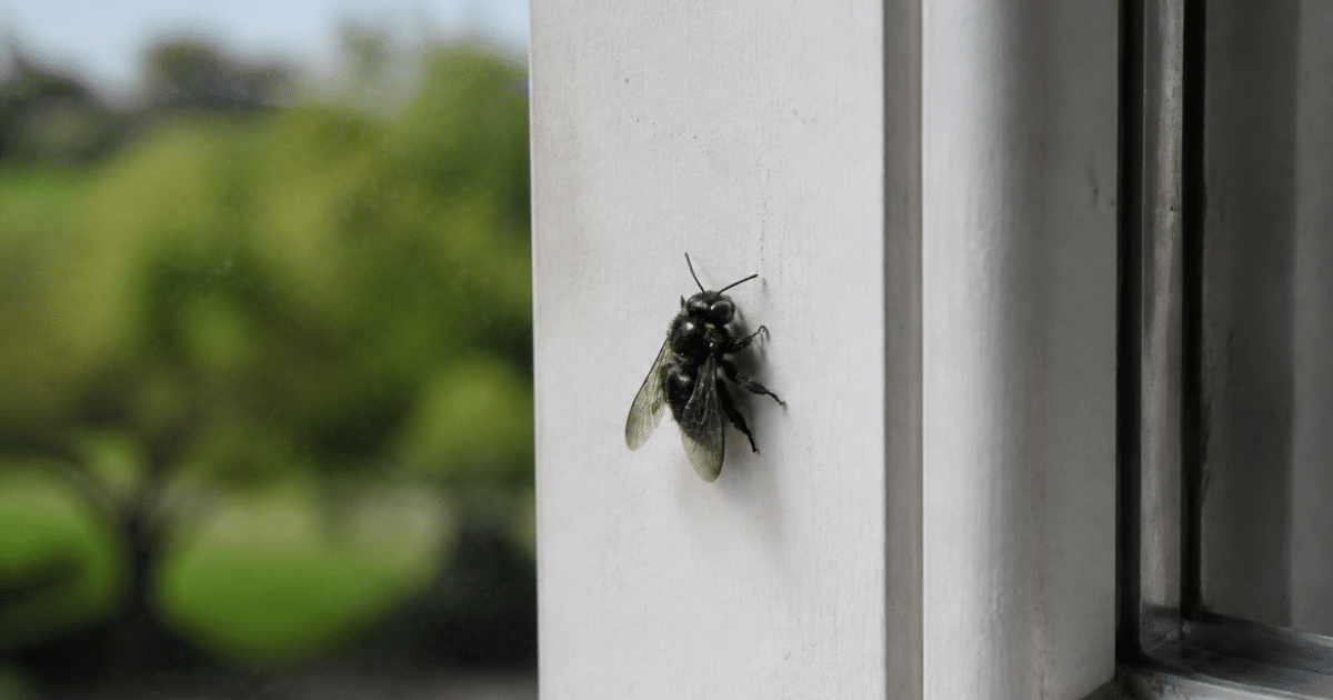 Grosse abeille noire posee sur cadre fenetre interieur maison