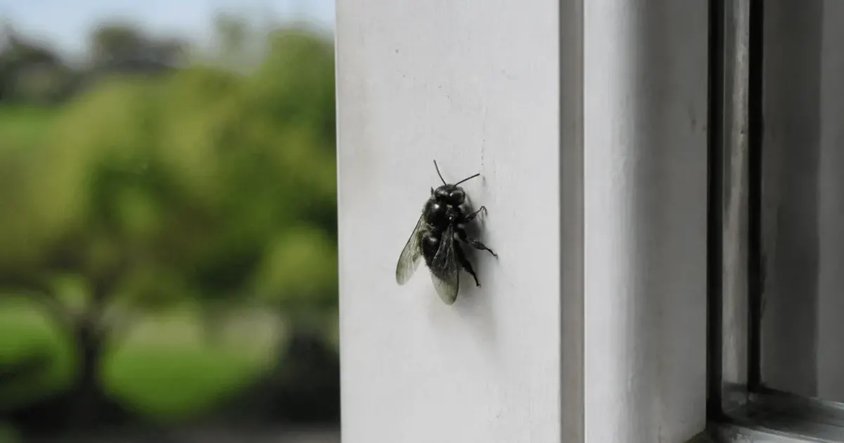 Grosse abeille noire posee sur cadre fenetre interieur maison