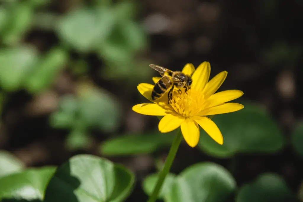 Abeille brune posee sur fleur jaune printaniere