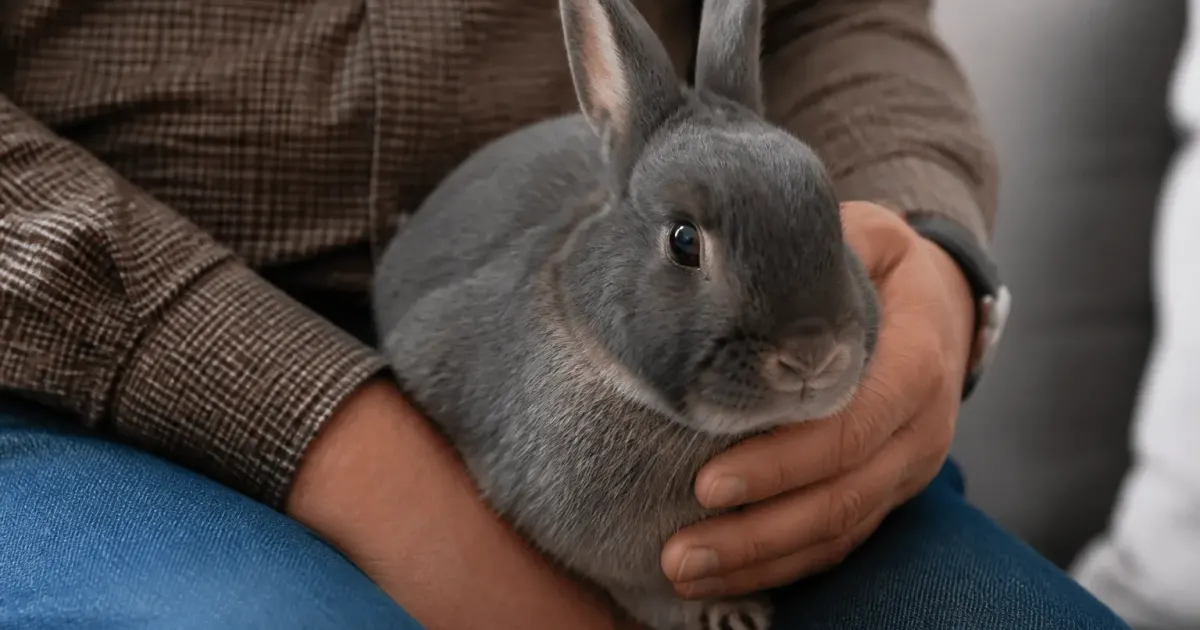 Main tenant delicatement lapin gris assis sur genoux
