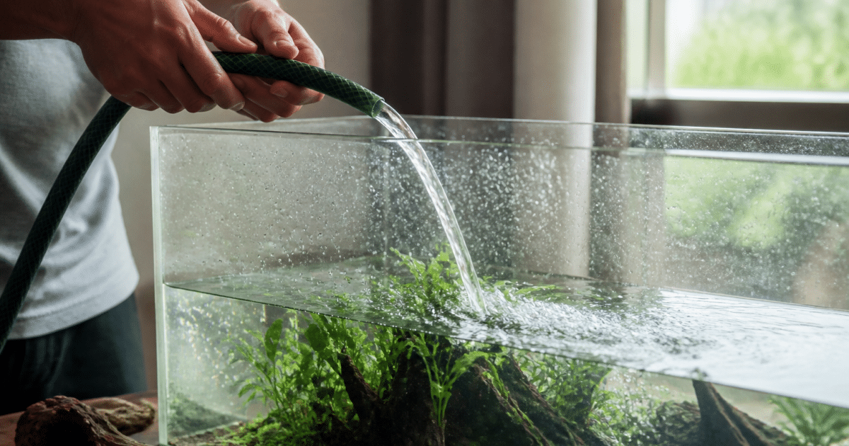 Mains remplissant reservoir transparent avec plantes aquatiques vertes