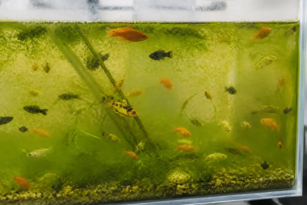 Aquarium surpeuple avec poissons et algues vertes