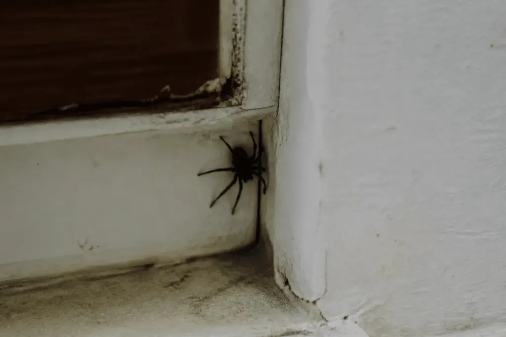 Araignee noire dans coin sombre maison