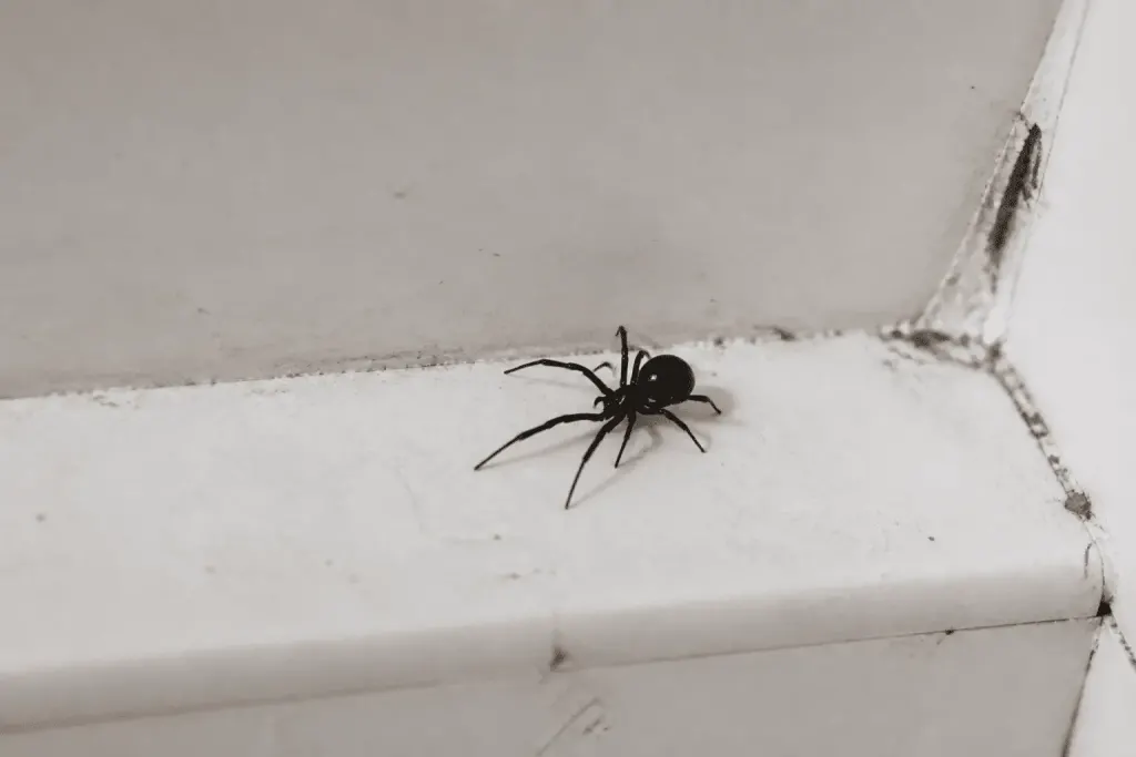 Araignee noire brillante sur surface blanche domestique