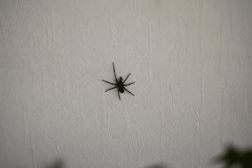 Araignee noire sur mur interieur blanc en automne