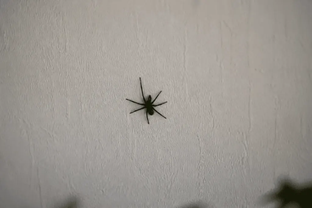 Araignee noire sur mur interieur blanc en automne
