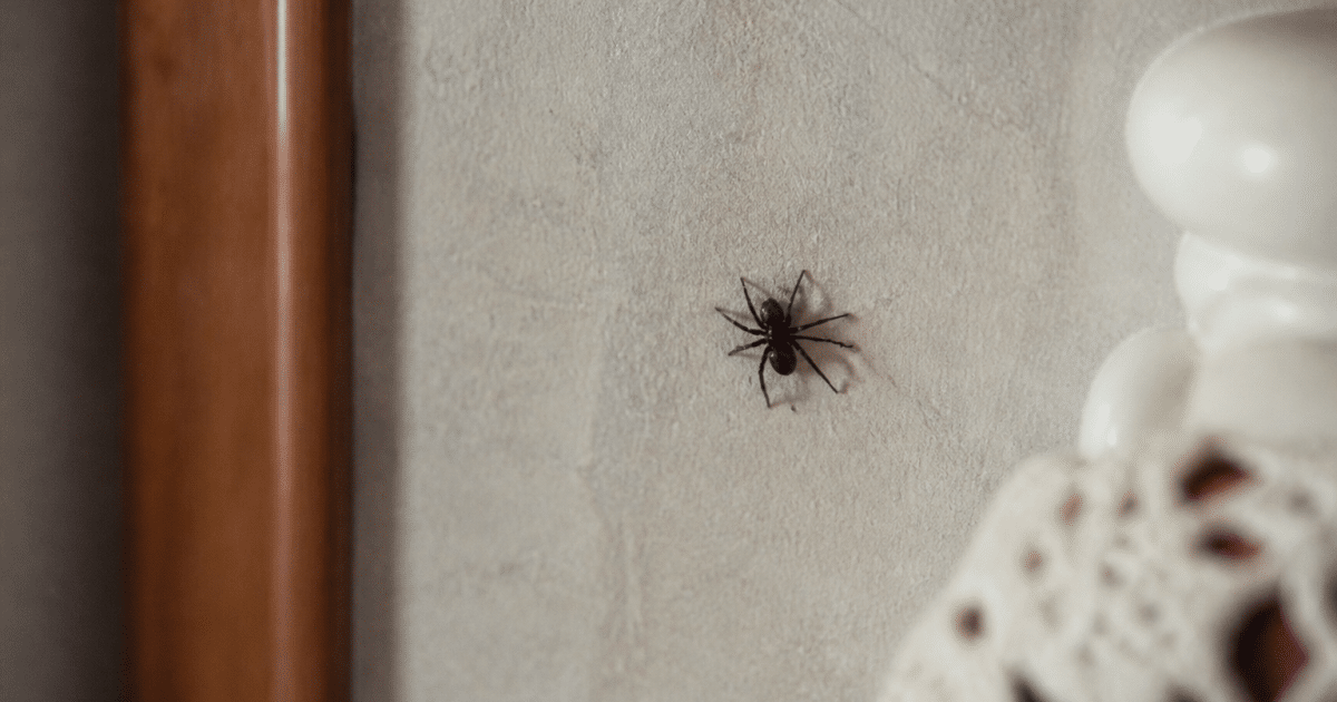 araignee noire accroupie sur mur interieur maison
