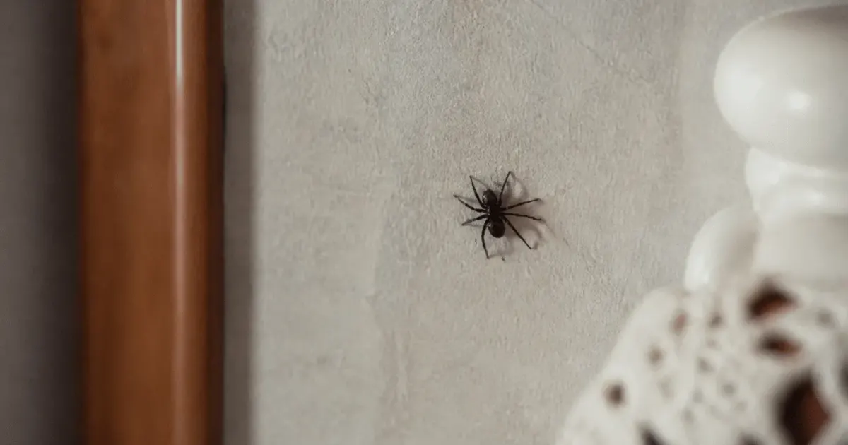 araignee noire accroupie sur mur interieur maison