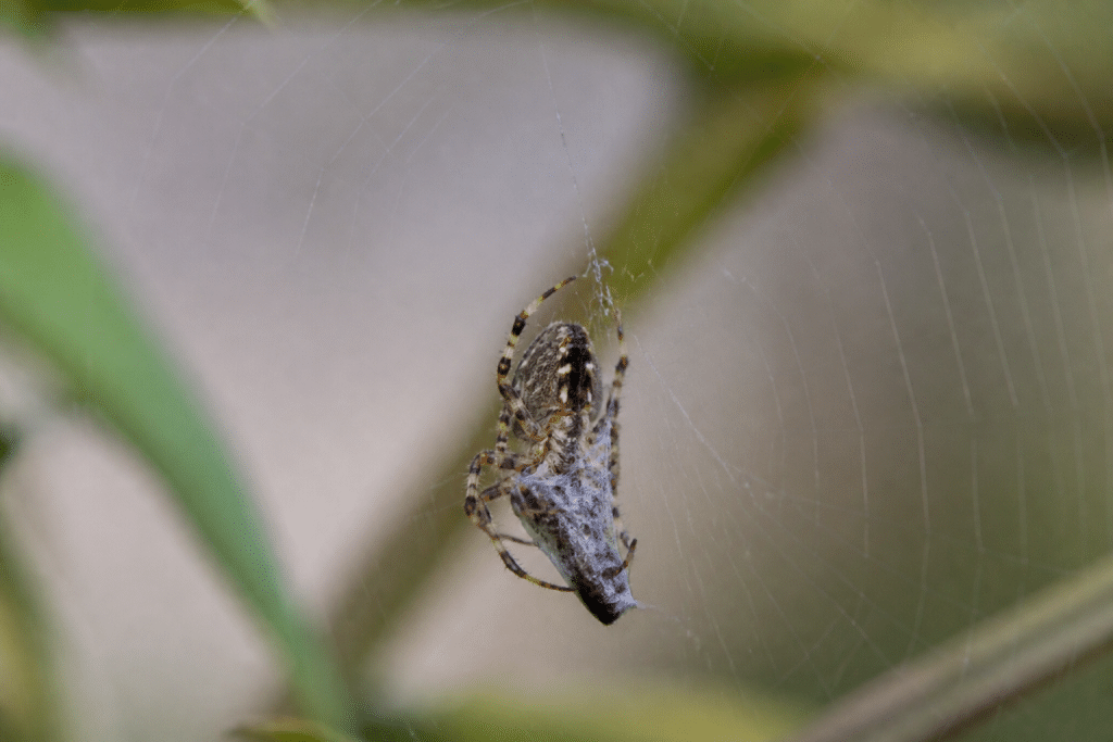 Araignee sur sa toile capturant insecte dans nature
