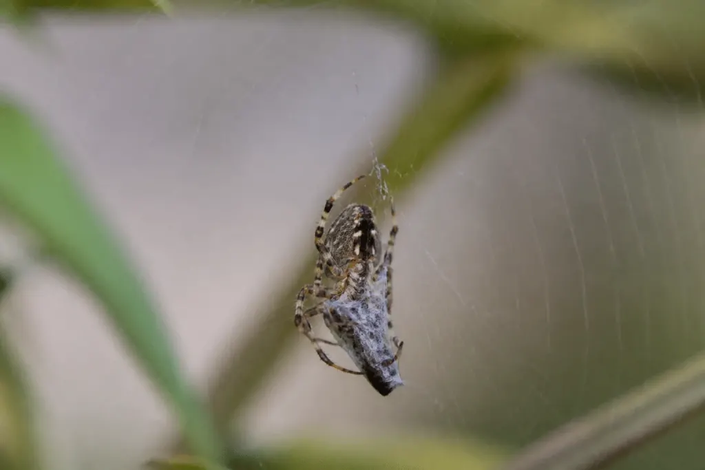 Araignee sur sa toile capturant insecte dans nature