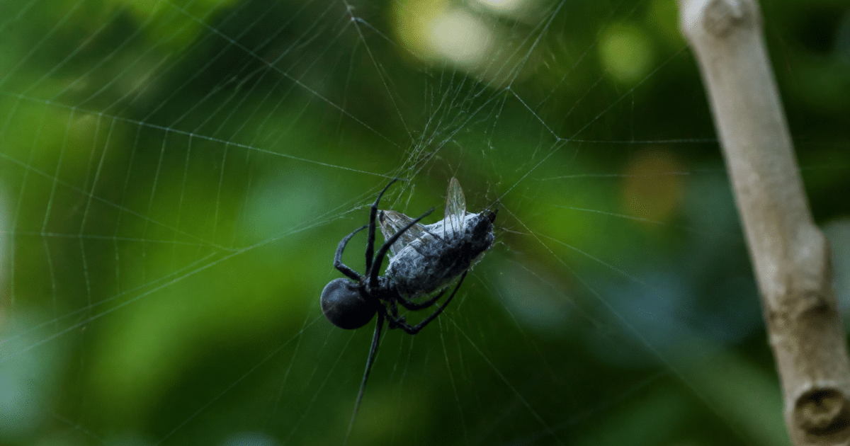 Araignee noire suspendue dans sa toile capturant insecte