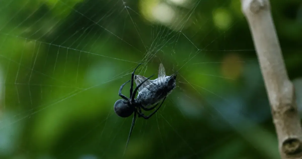 Araignee noire suspendue dans sa toile capturant insecte