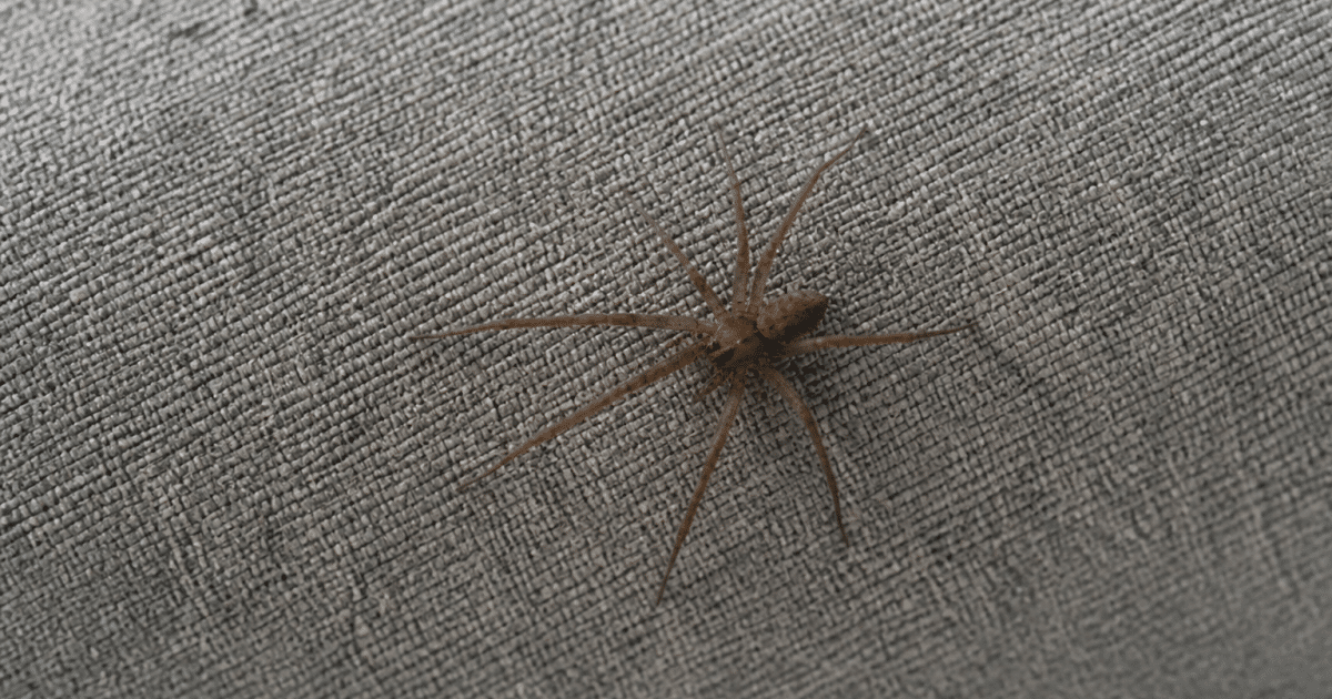 Araignee brune venimeuse sur toile grise dans maison