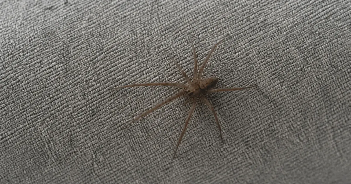 Araignee brune venimeuse sur toile grise dans maison