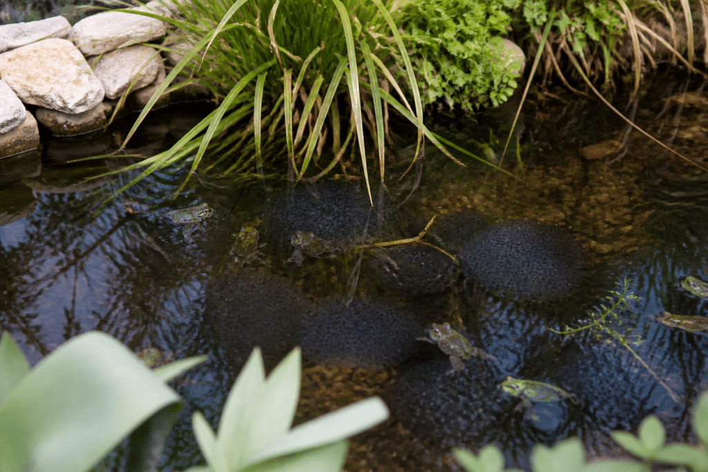 Bassin avec grenouilles et œufs sans poissons rouges