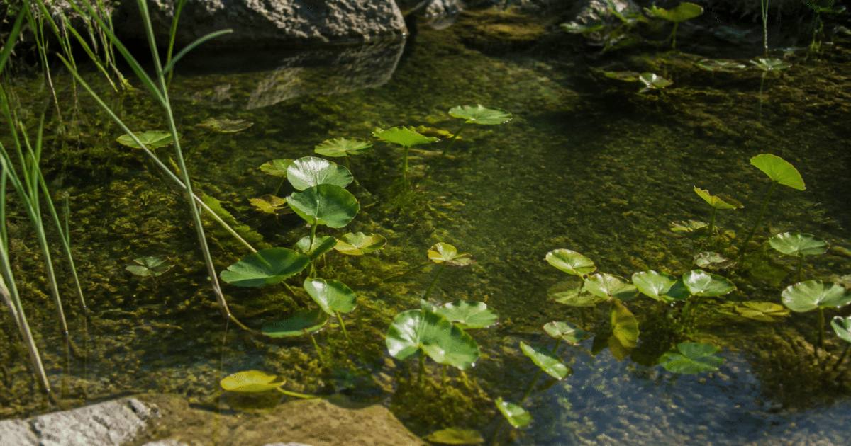 petit bassin d'eau peu profonde contenant des plantes aquatiques