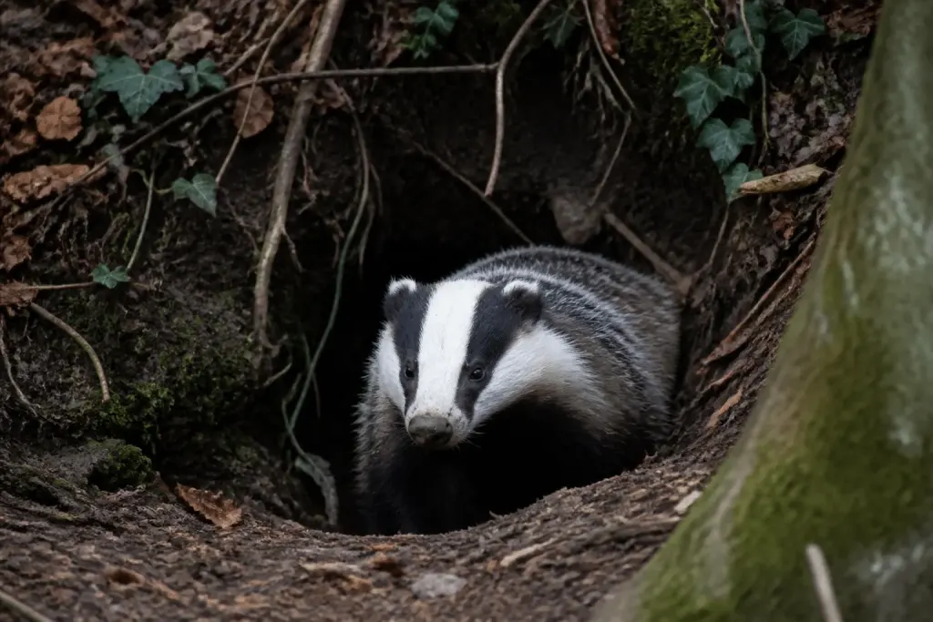 Blaireau gris sortant de son terrier en forêt