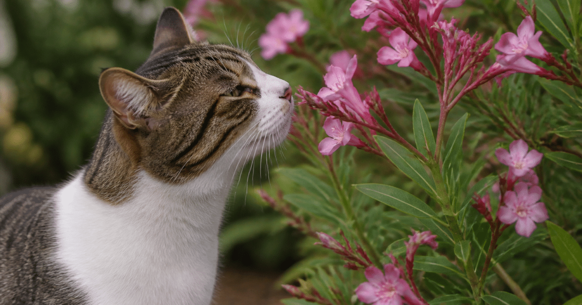 Chat reniflant fleurs roses arbuste toxique prudence