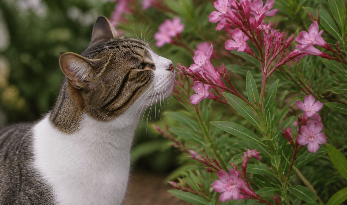 Chat reniflant fleurs roses arbuste toxique prudence