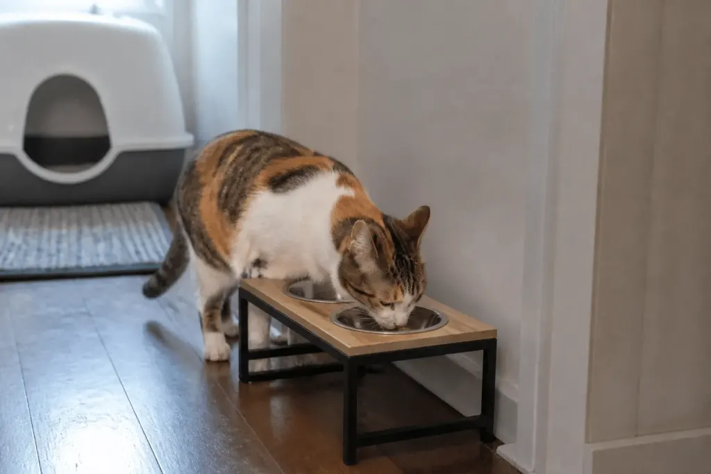 Chat mangeant dans gamelle surélevée avec litière accessible