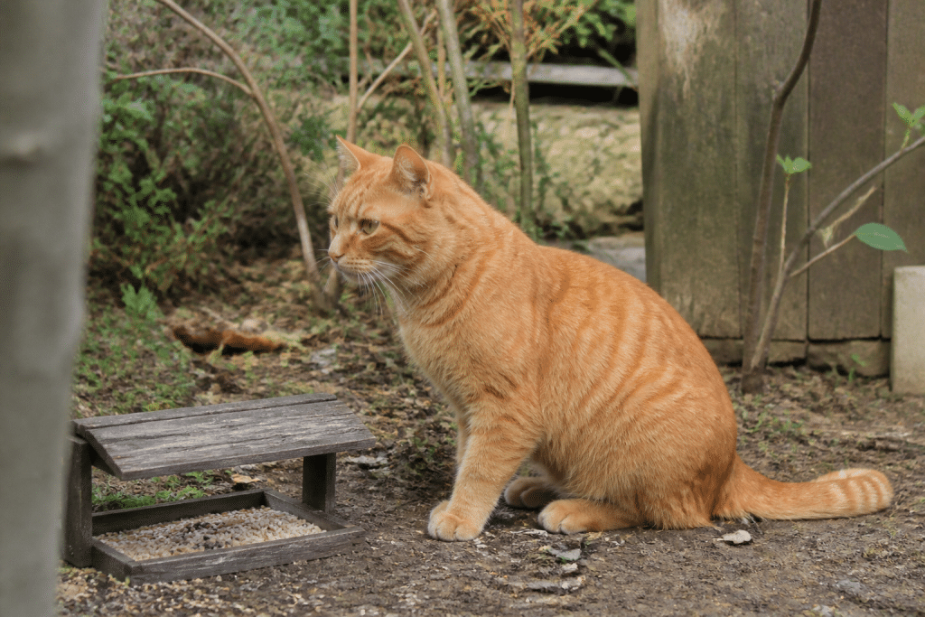 Chat roux près mangeoire oiseaux au sol