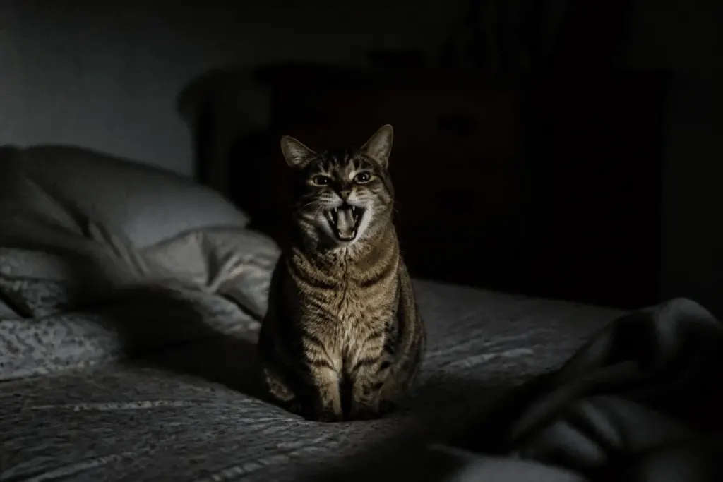 Chat miaulant la nuit dans chambre sombre