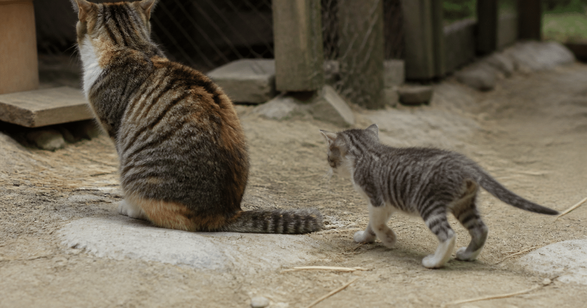 Chat adulte tournant le dos a chaton curieux s'approchant