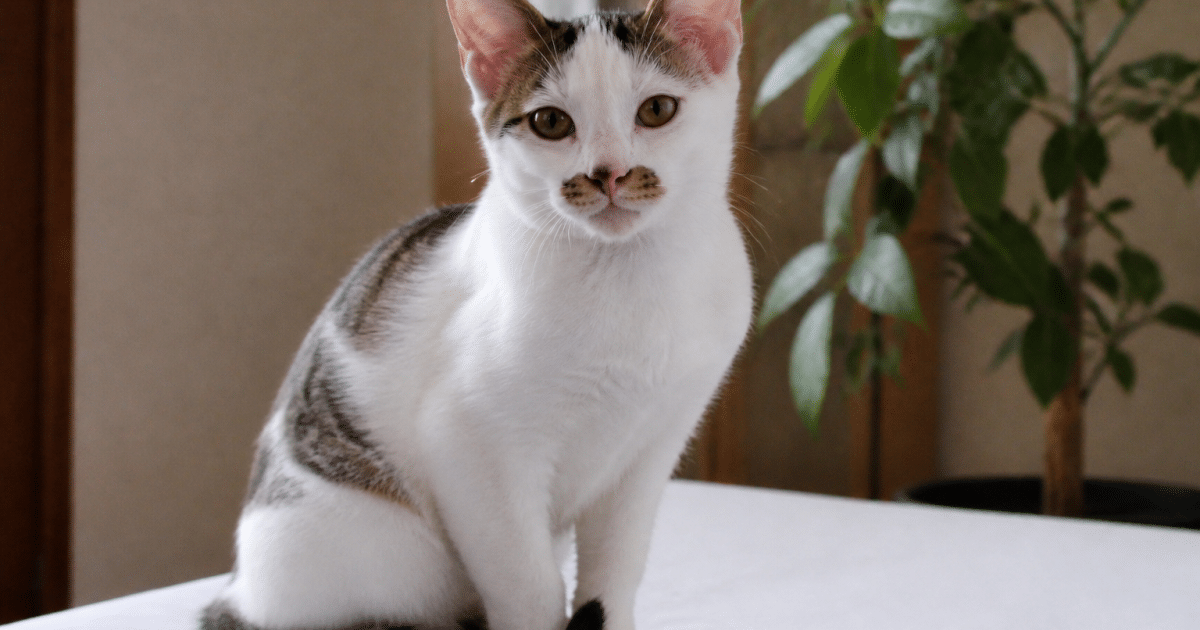 Jeune chat aux traits faciaux particuliers assis sur surface blanche