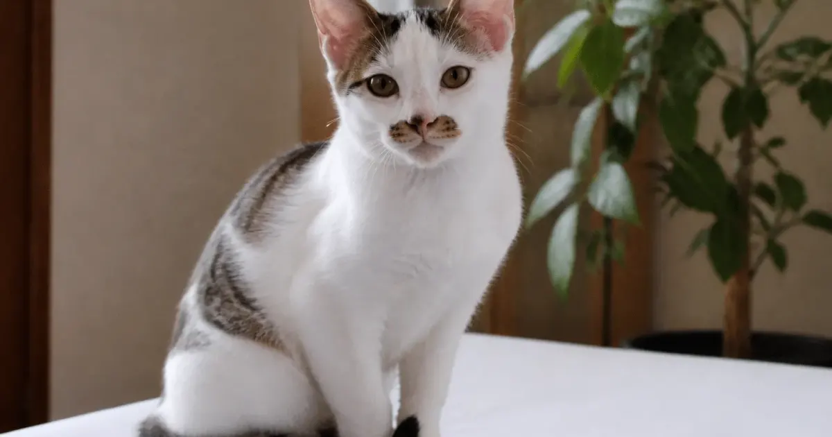 Jeune chat aux traits faciaux particuliers assis sur surface blanche