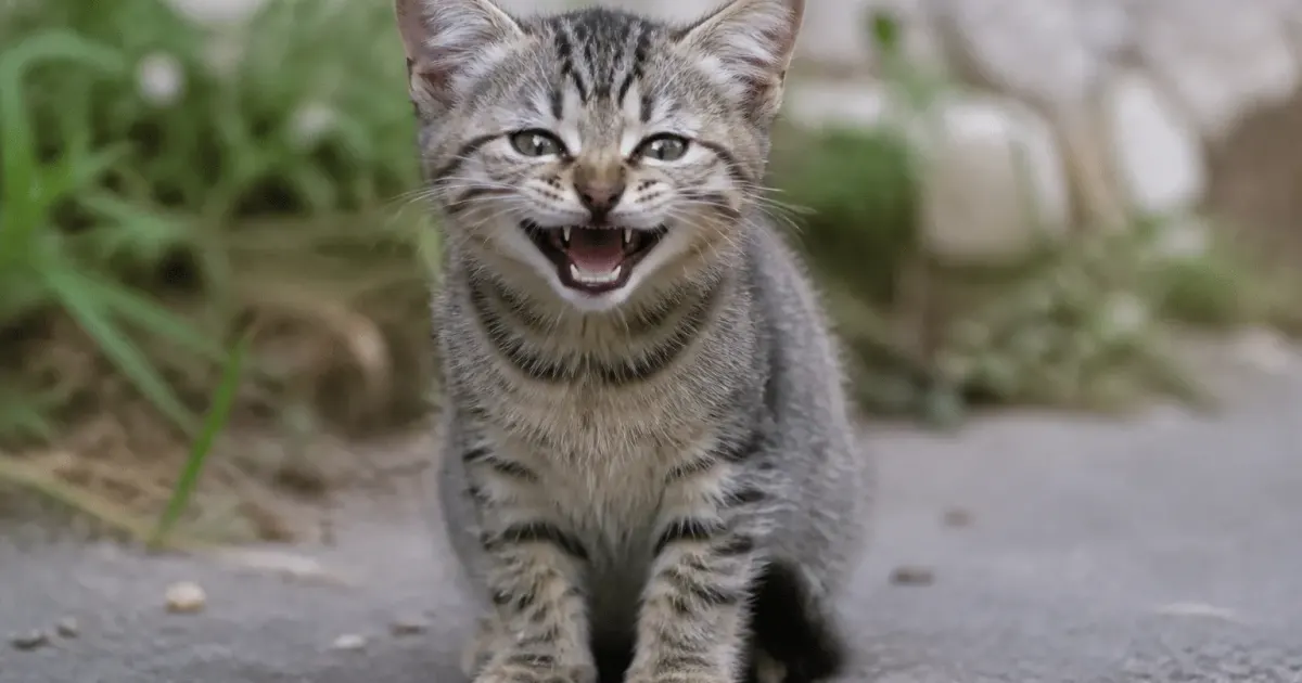 Petit chaton assis face camera montrant ses dents de face