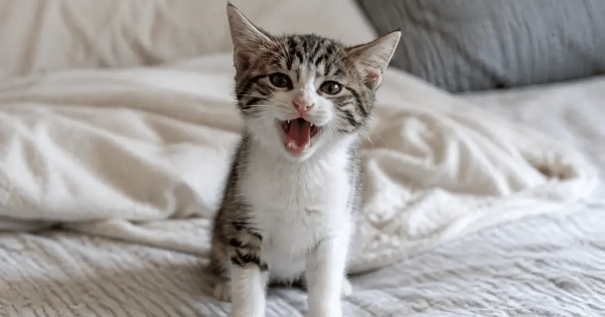 Petit chat assis sur lit miaulant la bouche ouverte
