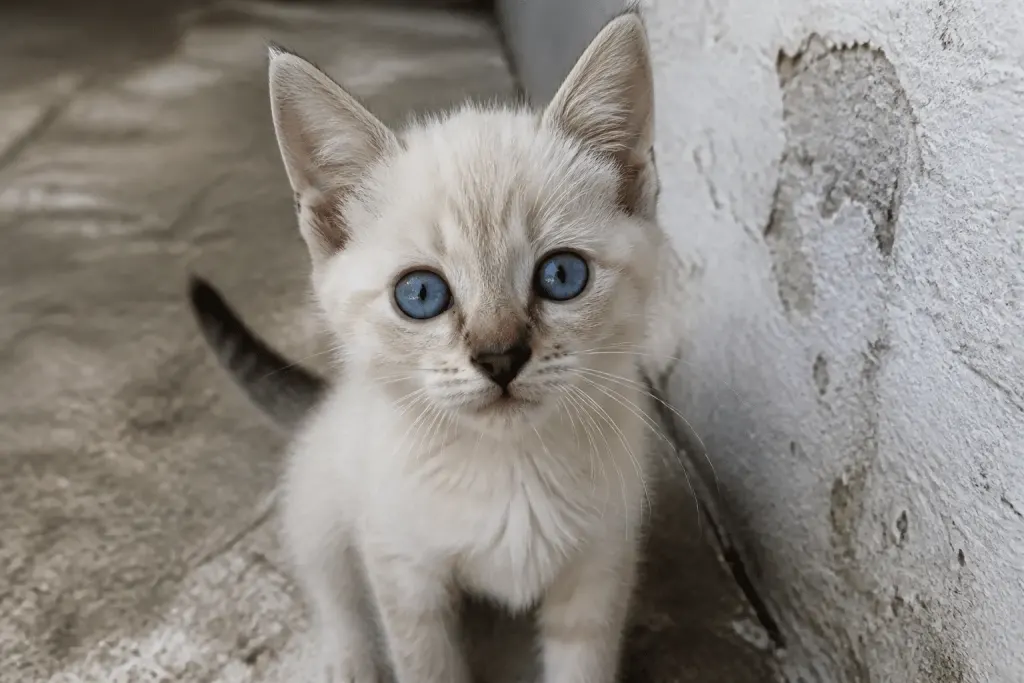 Chaton aux yeux bleus brillants, iris teinte bleutee caracteristique