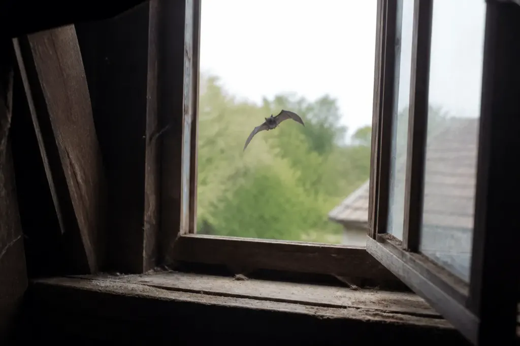 Chauve-souris grise entrant par fenetre ouverte grenier sombre