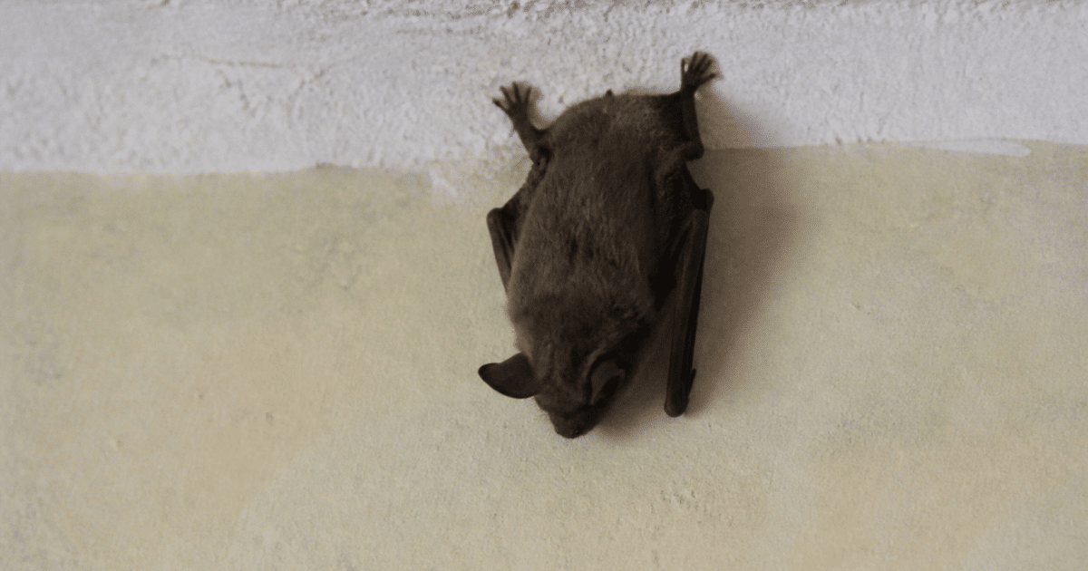 Chauve-souris accrochee au mur interieur d'une maison
