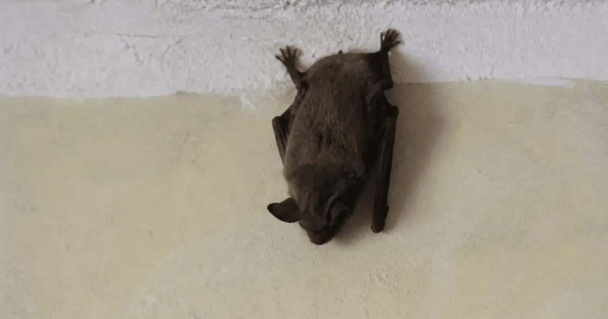 Chauve-souris accrochee au mur interieur d'une maison