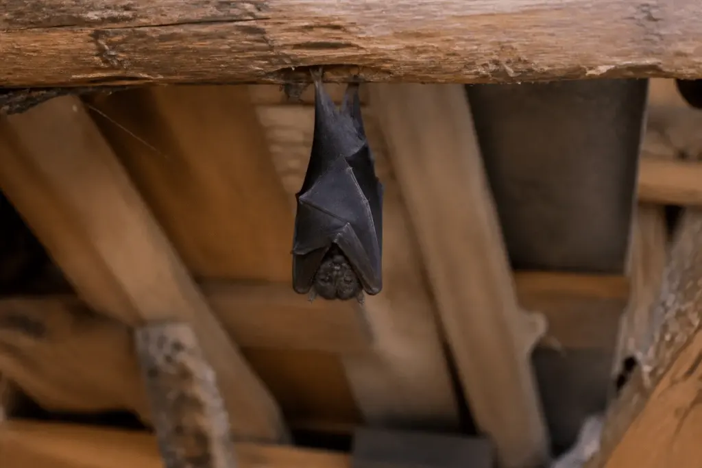 Chauve-souris noire suspendue dans grenier ancien en bois