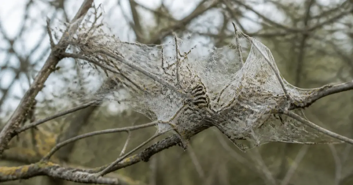 Masses de chenilles tissant toiles blanches denses sur branche