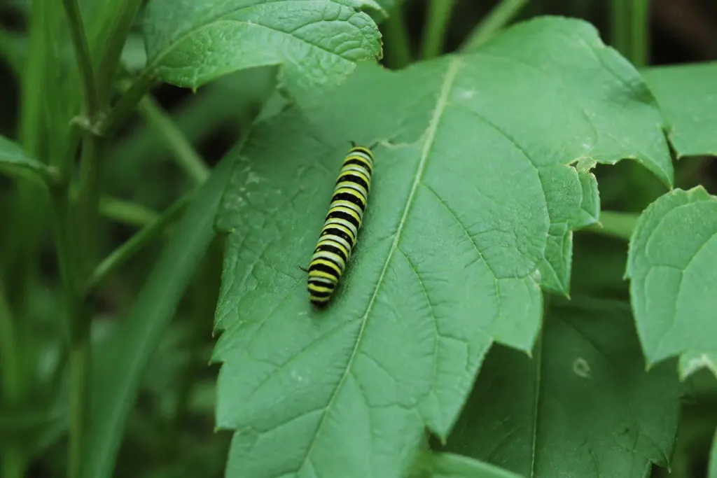 Chenille aux rayures jaunes et noires sur feuille verte