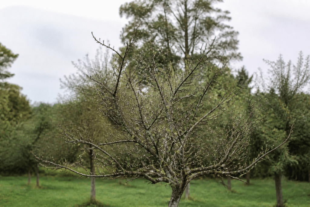 Feuillage completement denude d'un pommier par chenilles