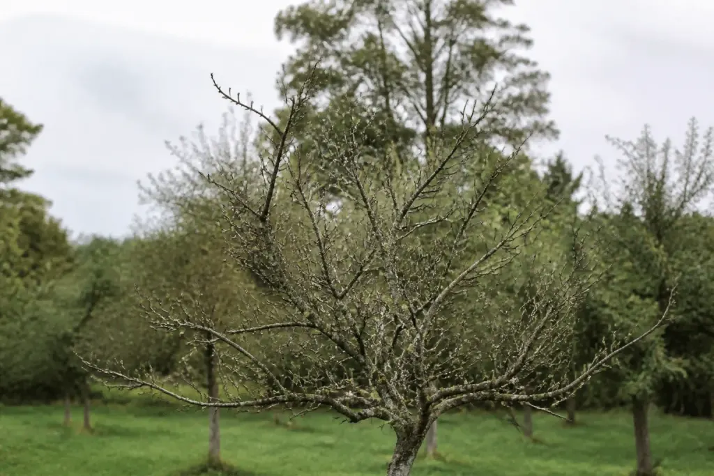 Feuillage completement denude d'un pommier par chenilles