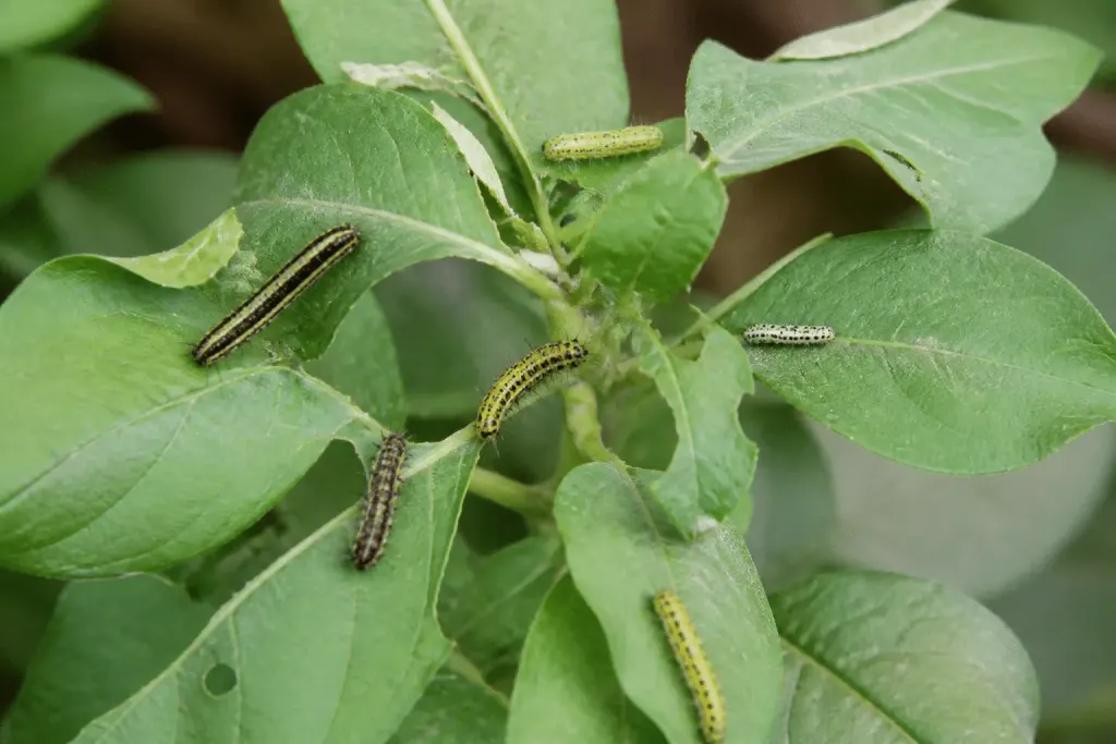 Diverses chenilles colorees sur feuilles vertes du jardin