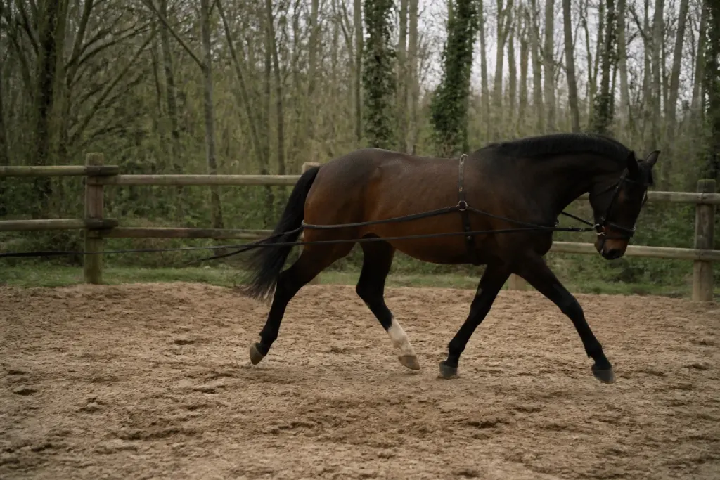 Cheval en cercle sur longe en carriere