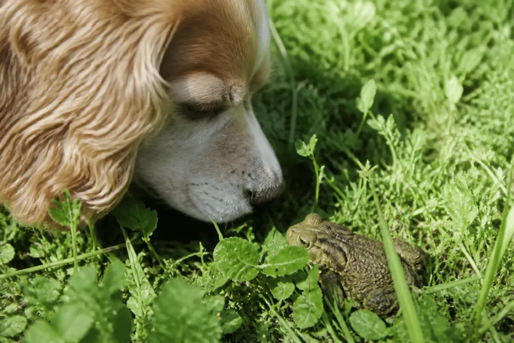 Chien reniflant un crapaud dans l'herbe verte