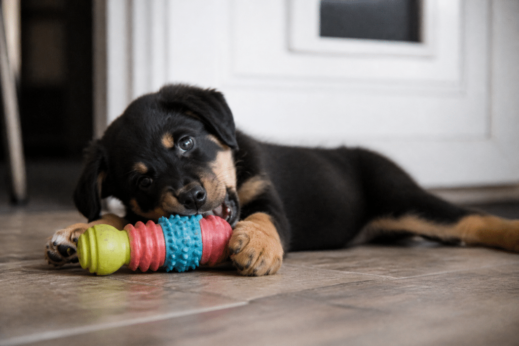 Chiot mordant un jouet à mâcher coloré par terre