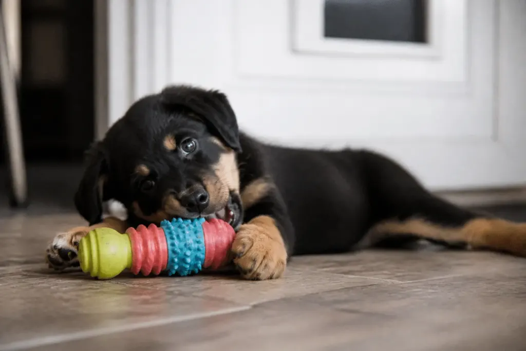 Chiot mordant un jouet à mâcher coloré par terre