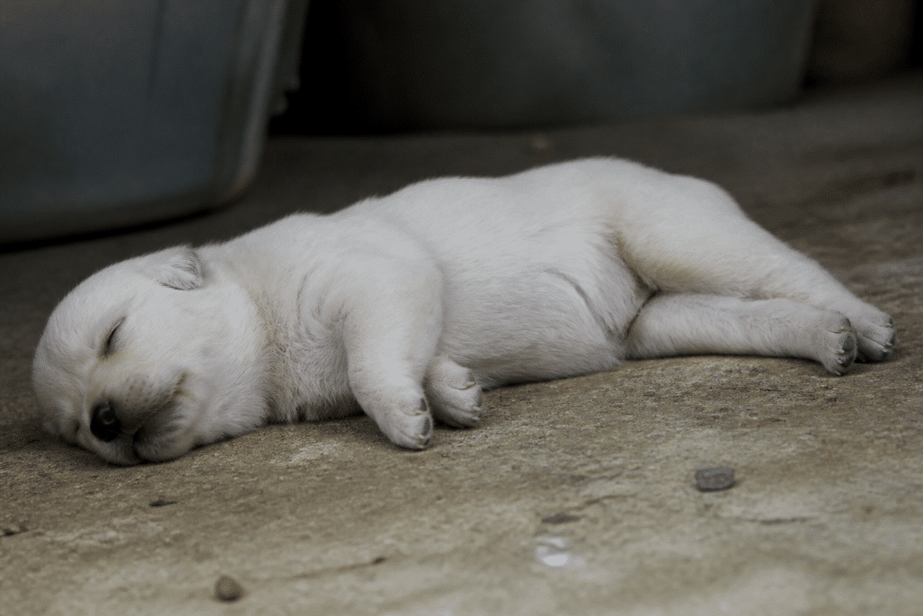 Chiot inerte couché sans réaction aux stimulations