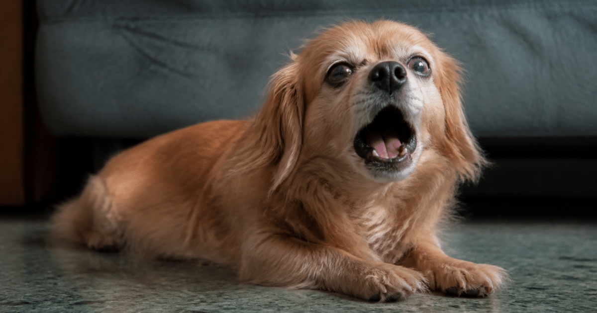 petit chien couche pleurnichant bouche grande ouverte