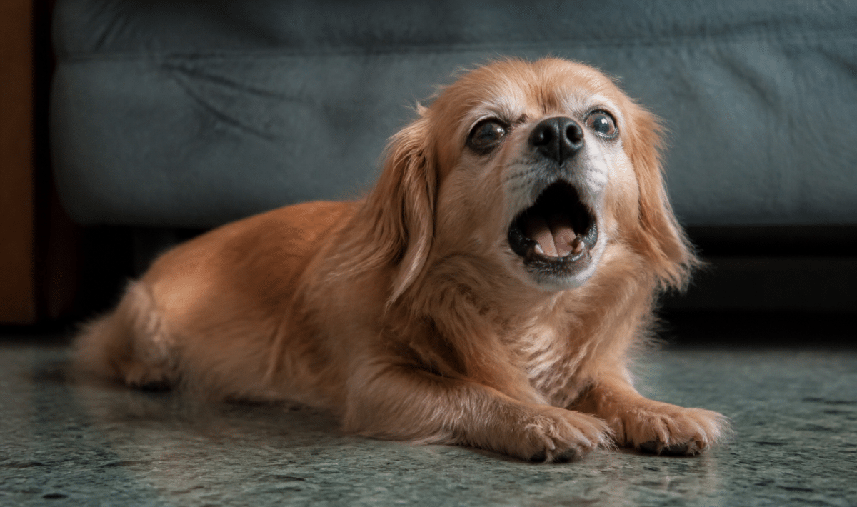 petit chien couche pleurnichant bouche grande ouverte