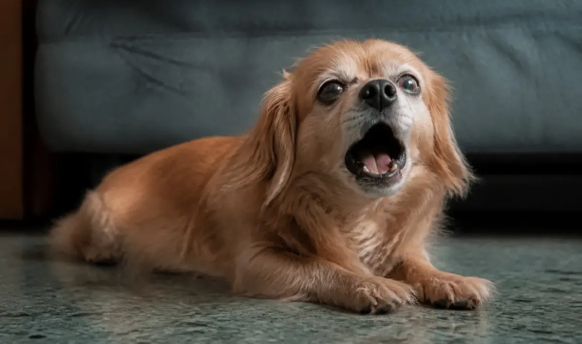 petit chien couche pleurnichant bouche grande ouverte