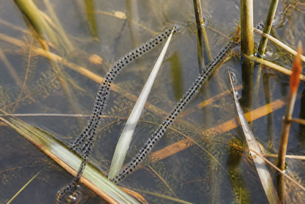 Longs cordons d'œufs de crapaud fixés sur plantes aquatiques